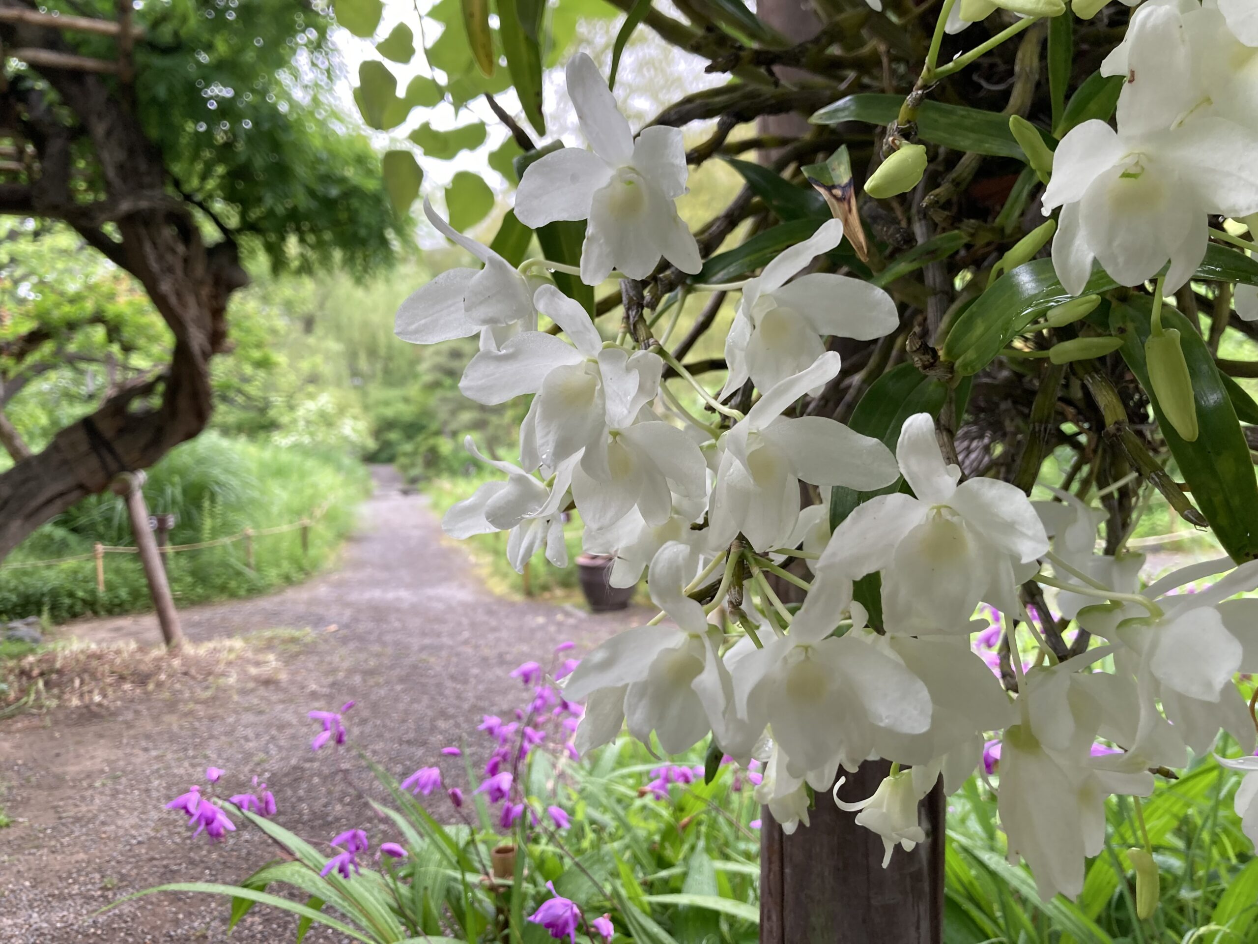 向島百花園